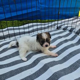 Lindsey - Red white and sable female Papillon puppy in Hollister, Missouri from Swan Creek Kennel