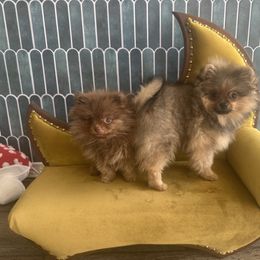 Bebé - Brindle female Pomeranian puppy in Macon, Georgia from Pomflower Pomeranians