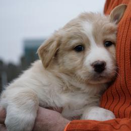 Dagney - Yellow female Australian Shepherd puppy in Holmesville, Ohio from Coffee Run Spring at Miller Farms
