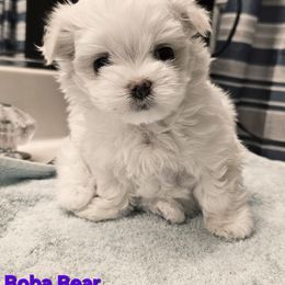 Maltese Puppies from T&C Maltese