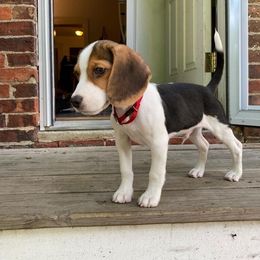 Rio - Black red and white male Beagle puppy in Texas, Texas from Beagles For Home