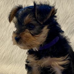 Yorkshire Terriers from Yorkies Love