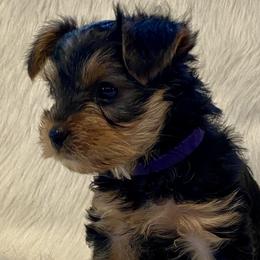Yorkshire Terriers from Yorkies Love