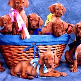 Vizsla puppies from Sierra Vizslas