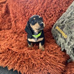 Link - Black and tan male Dachshund puppy in Meridian, Id 83646 3658, Idaho from Boise Best Mini Dachshunds