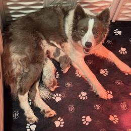 Border Collie puppies from Wiggles 4 Life