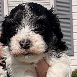 Boy 1 - Black and white male Havanese puppy in Charlotte, North Carolina from Butterfly Havanese