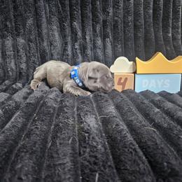 Blue collar - Gray male Cane Corso puppy in Fritch, Texas from Carrie Brown's Cane Corsos