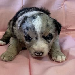 Miniature Australian Shepherds from Bill's Miniature Australian Shepherds