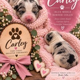 Carley girl - Blue merle female Border Collie puppy in Fairview, Tennessee from Hoffman Forest Acres LLC