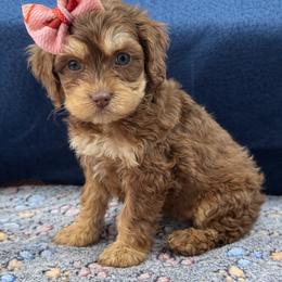Coco Puff - Brown and tan female Cockapoo puppy in Berea, Kentucky from Blair’s Furry Friends