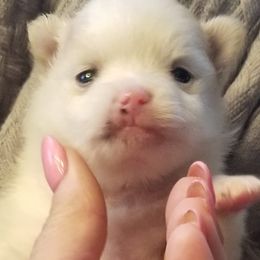 Maltese, Pomeranians, Shih Tzus, and Yorkshire Terriers from Renee's Pups