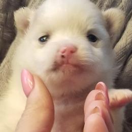 Maltese, Pomeranians, Shih Tzus, and Yorkshire Terriers from Renee's Pups