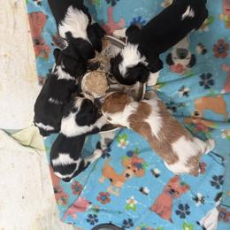 Cavalier King Charles Spaniel Puppies from Cavalier Country Farm