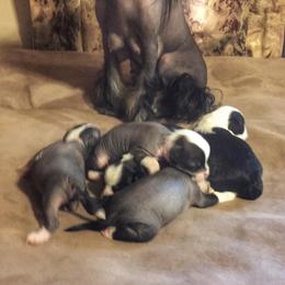 Chihuahua and Chinese Crested Puppies from Western Kentucky Chihuhua and Chinese Crested