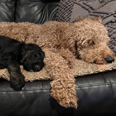 Scarlet - Goldendoodle