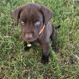 Orange Collar - Chocolate male Labrador Retriever puppy in Lubbock, Texas from Bentwood Cove Kennel