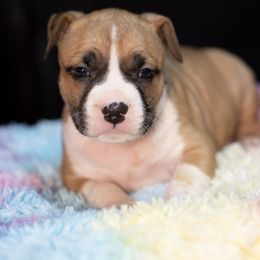 Puppy4 - Red male American Staffordshire Terrier puppy in Georgia from Ynez Kennels