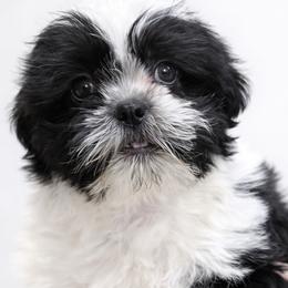 Landon - Black and white male Shih Tzu puppy in Tallahassee, Florida from Bows and Bow Ties