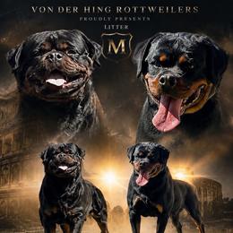 Rottweiler puppies from Von Der Hing Rottweilers
