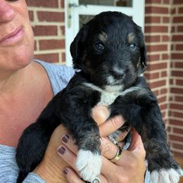 Boomer - Tri-color male Bernedoodle puppy in Ferguson, North Carolina from Elevated Standards NC