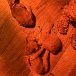 Purple - Red  female Poodle puppy in Bessemer City, North Carolina from JJs Puppies of the Carolinas