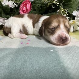 Girl 3 - Piebald female Dachshund puppy in Alice, Texas from Crimson’s longhair Dachshunds