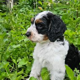 Tex - Tri-color male Cavapoo puppy in Underwood, Minnesota from Tru Cuddle Pups