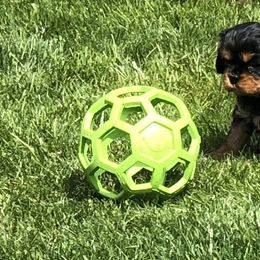 Cavalier King Charles Spaniel Puppies from MoxMox Cavaliers