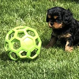Cavalier King Charles Spaniel Puppies from MoxMox Cavaliers