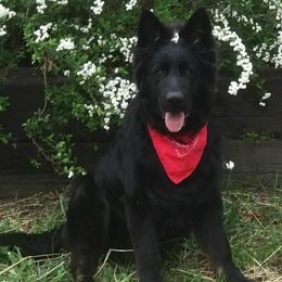 German Shepherds from Saddle up Farm
