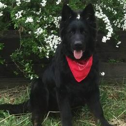 German Shepherds from Saddle up Farm