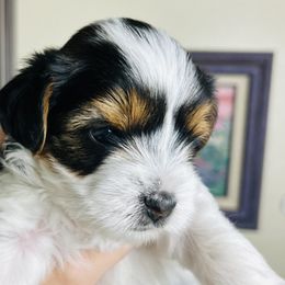Girl 2 - Black tan and white Biewer Terrier puppy in El Paso, Texas from De La Rosa Biewers