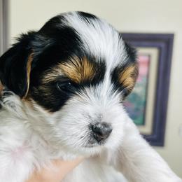 Girl 2 - Black tan and white Biewer Terrier puppy in El Paso, Texas from De La Rosa Biewers