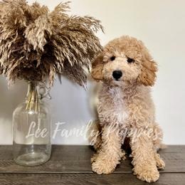 Aussiedoodles and Goldendoodles from Lee Family Puppies