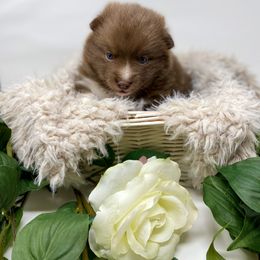 Pomsky Puppies from Gemstone Pomskies