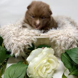 Pomsky Puppies from Gemstone Pomskies