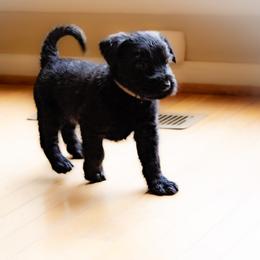 Ebony- Gray Collar - Black female Giant Schnauzer puppy in Bessemer, Alabama from The Copper Cottage Canines