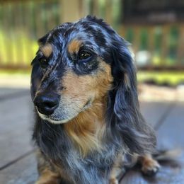 Axle - Dachshund
