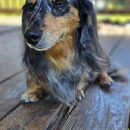 Axle - Dachshund