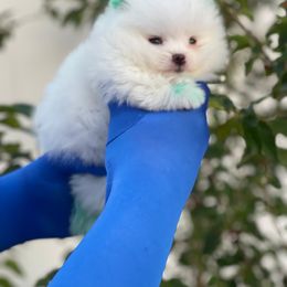 Pomeranian Puppies from POMERLAND exotic Pomeranians of Orlando
