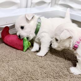 West Highland White Terrier Puppies from SunPeak West Highland White Terriers