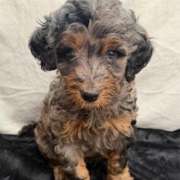 Gunter - Merle male Goldendoodle puppy in Spokane, Washington from Goldendoodles on the Prairie