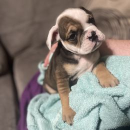 Bulldog Puppies from Shelby's English Bulldogs
