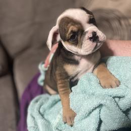 Bulldog Puppies from Shelby's English Bulldogs
