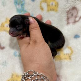Black and tan boy - Black and tan male Pomeranian puppy in Eagle Pass, Texas from Texas Tumbleweed Poms