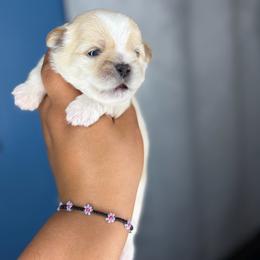 CKC Bleu - Cream and white male Shih Tzu puppy in Roseville, Michigan from Diamond Paws LLC