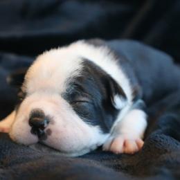Black and white tux - Black and white male Boston Terrier puppy in Seguin, Texas from Campos Farms