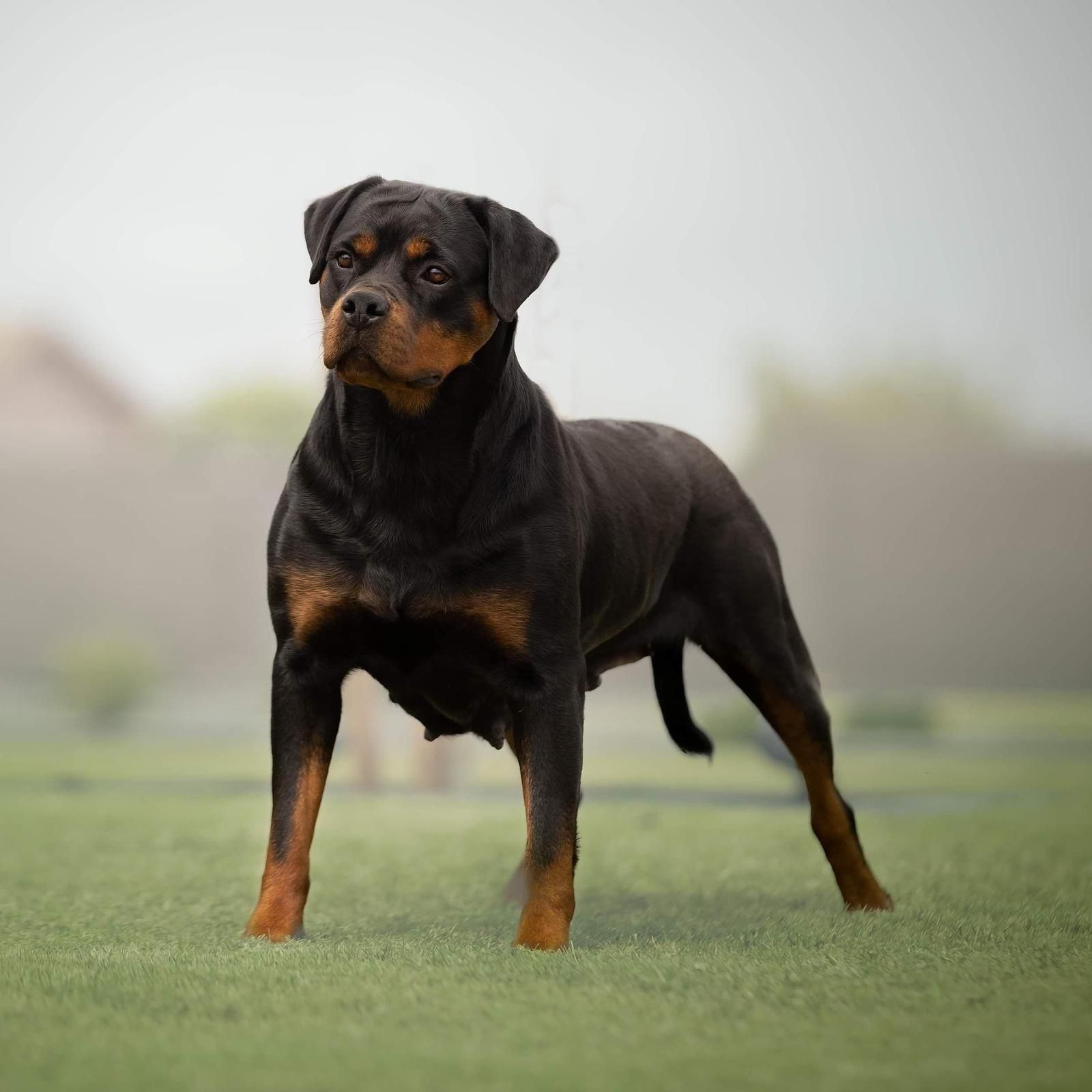 Fêmea adulta de Rottweiler em pé majestosamente em um campo gramado