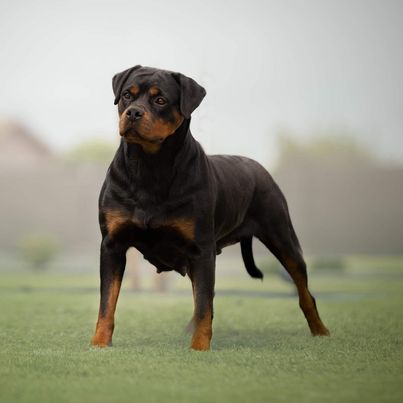 Adult female rottweiler standing majestically in a grassy field